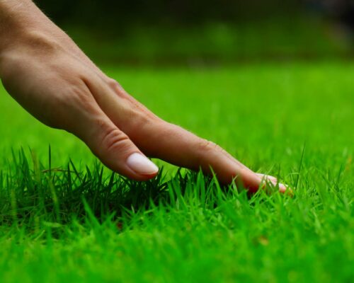 everything-soulful-touching-grass