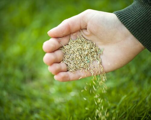 19341219 - hand planting grass seed for overseeding green lawn care