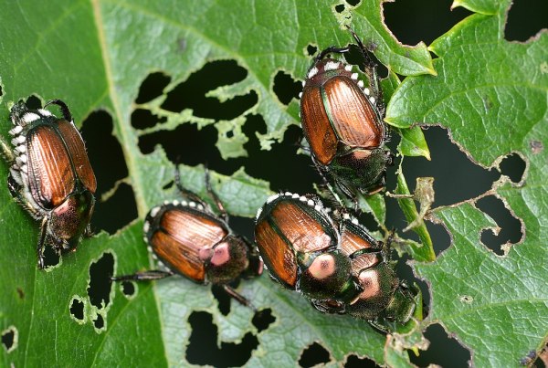 Japanese Beetles Michigan