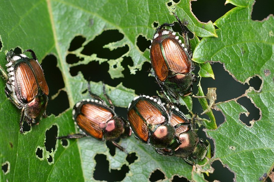 Japanese Beetles Michigan