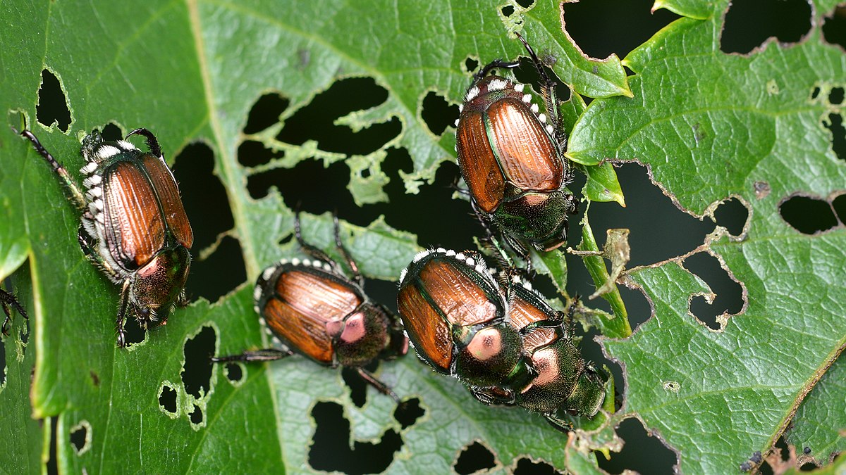 Japanese Beetles Michigan