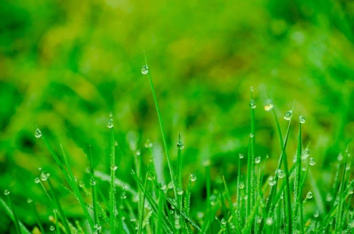 Grass naturally