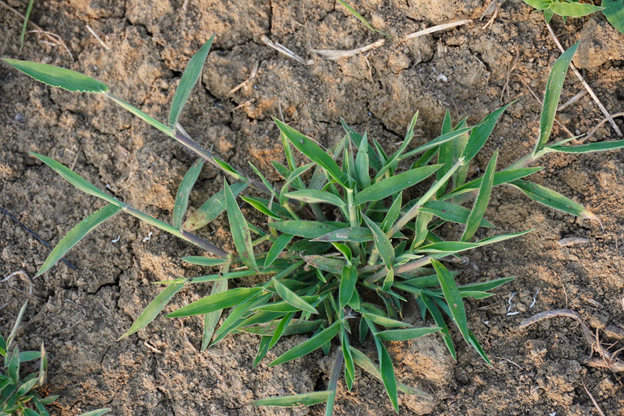 Controlling Crabgrass
