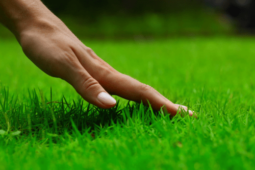 Lawn Aeration Services