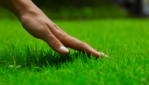 Turf Fertilization