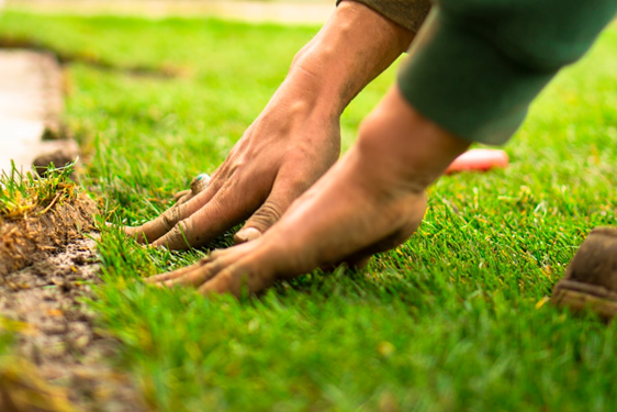 Lawn Every Morning